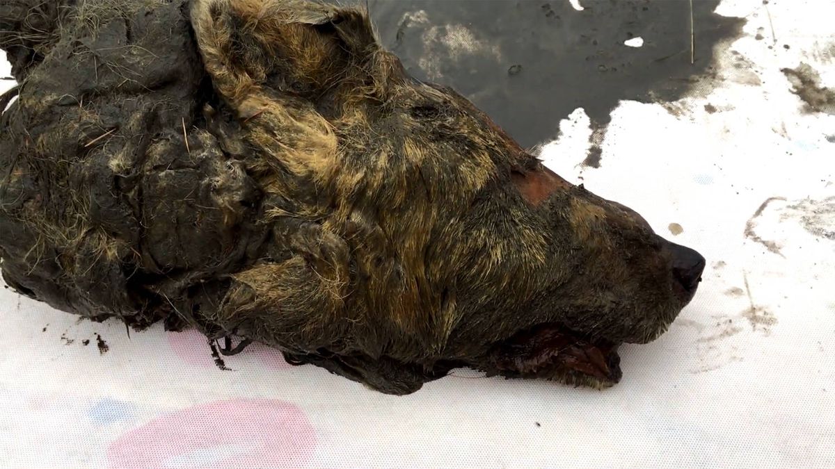 Encuentran una cabeza de lobo gigante de hace 40.000 años con el cerebro intacto