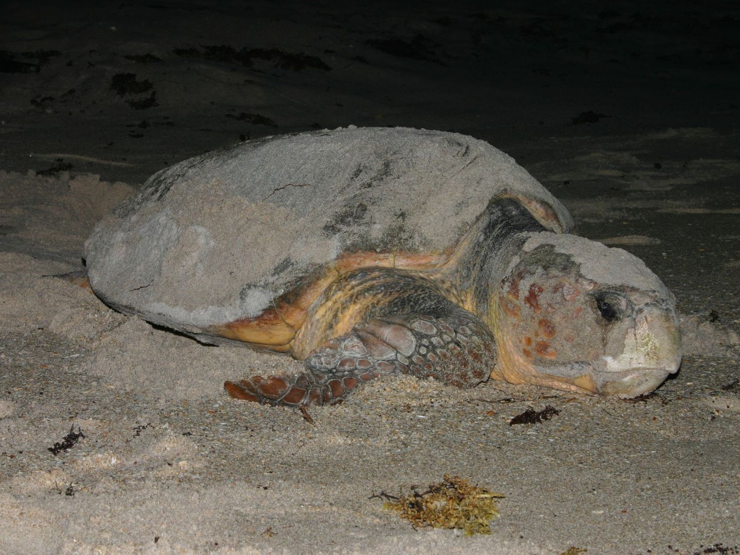 Una tortuga marina sobre la arena antes de realizar su puesta (EFE/TIMSC)