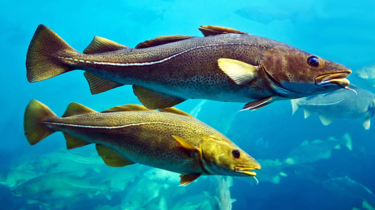 Bacalaos en el acuario de Alesund, Noruega. (iStock)