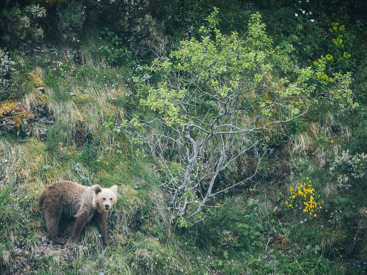 Foto: Los osos pardos habitaban en todo el territorio. (iStock)