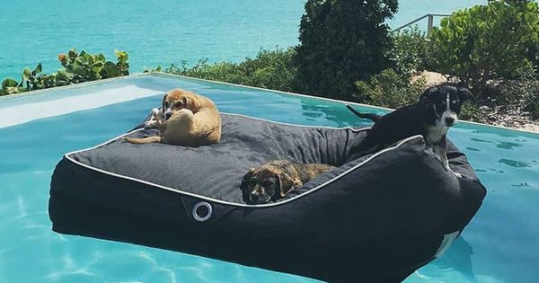 Foto: Los cachorros de este refugio viven en el paraíso (Foto: instagram.com/potcakeplacek9rescue)