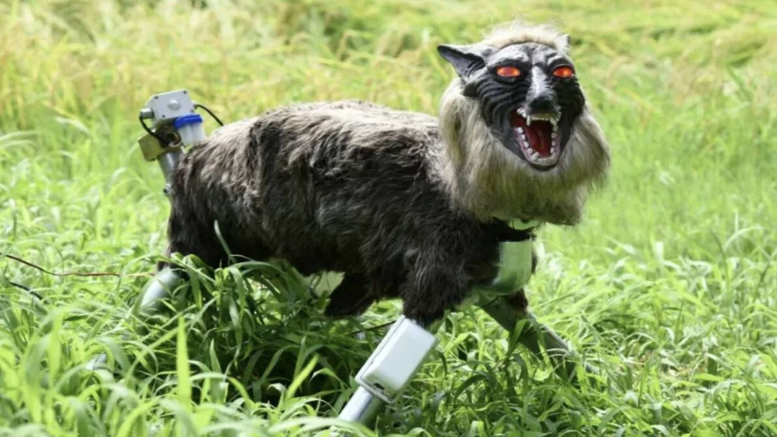 Hay tantos ataques de osos en Japón que el país se ha quedado sin existencias de sus perturbadores lobos-robot: "No damos abasto"