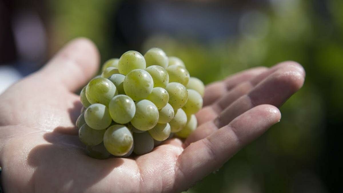 Godello: historia de una uva resucitada que alcanzó el Olimpo del vino (y 100 puntos Parker)