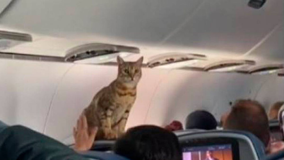 Un gato sorprende a los pasajeros de un avión y el vídeo arrasa en TikTok