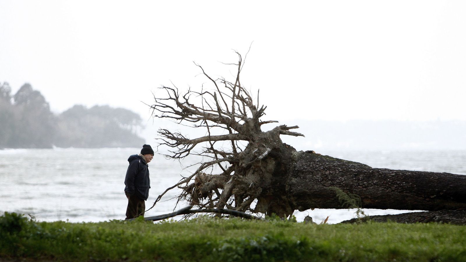 Foto: Un hombre observa la raíz de un árbol que el viento derribó la pasada noche en el pinar del concello coruñés de Cabanas. (EFE)