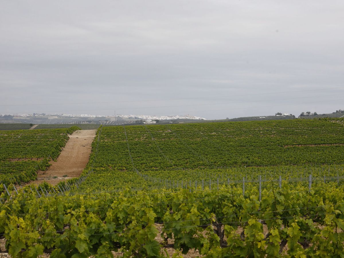 Foto: Plantación de viñedos en Montilla. (EFE/Salas)