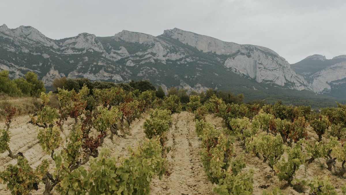 El asombroso 'efecto Foehn' y los nuevos 'viñedos singulares' alaveses de la DO Rioja