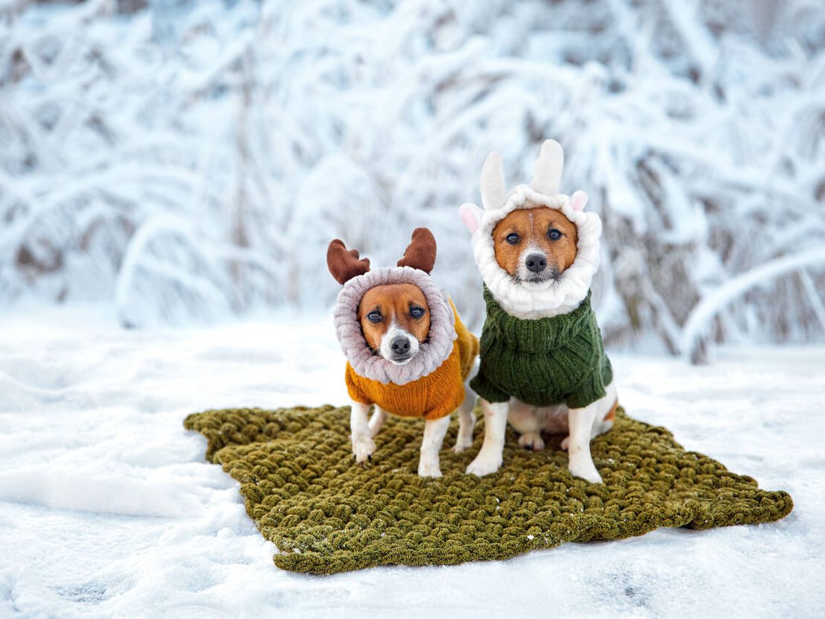 Foto: Dos perros en la nieve (iStock)