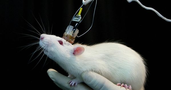 Foto: Una rata durante un experimento científico. (Reuters)