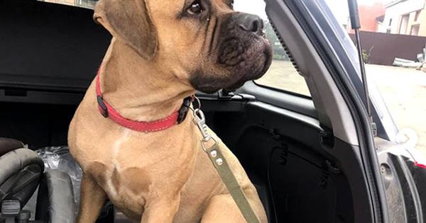 Foto: Maru, un ejemplar de bullmastiff que ha demostrado ser un gran perro fiel (Foto: Instagram)