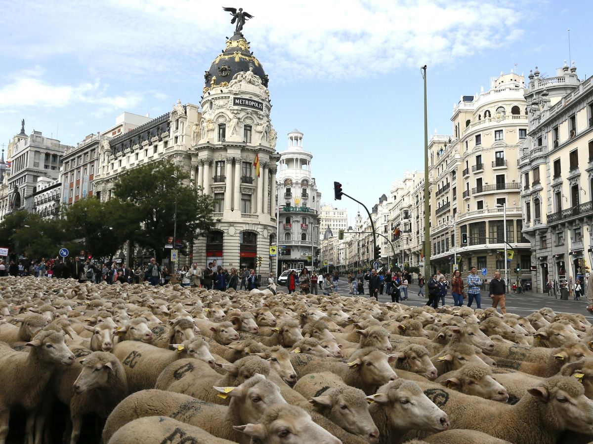 Foto: Centenares de cabezas de ganado atraviesan Madrid. (EFE/Fernando Alvarado)