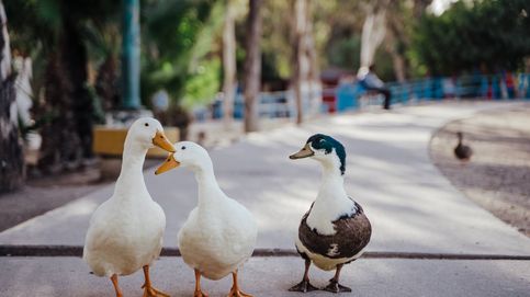 Ocas, gansos, patos y una urraca: Madrid confirma un foco de gripe aviar en el parque Polvoranca