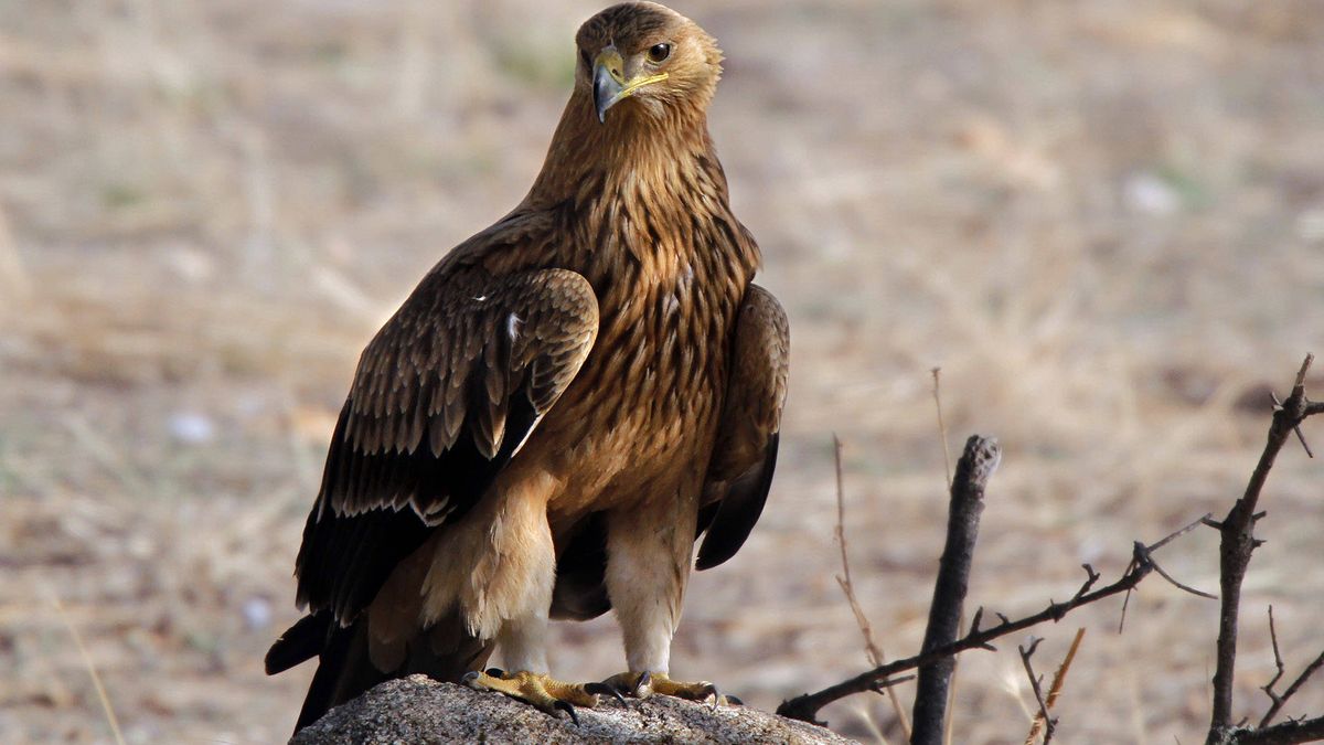 Tras la espectacular águila imperial ibérica: el gran depredador alado
