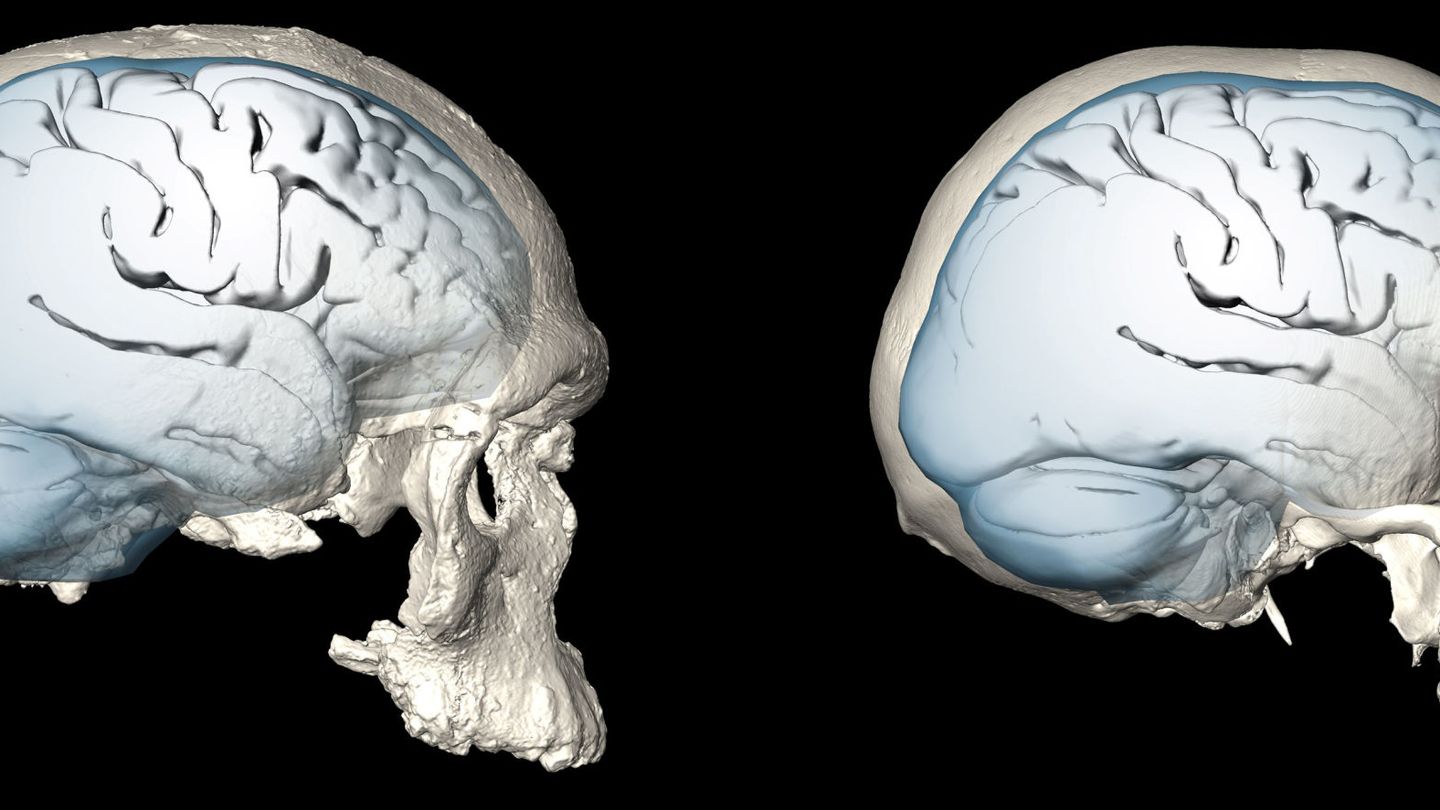 A la izquierda, el cerebro de los primeros 'Homo sapiens' (hace 300.000 años) y a la derecha el cerebro del 'Homo sapiens' actual. (Reuters)