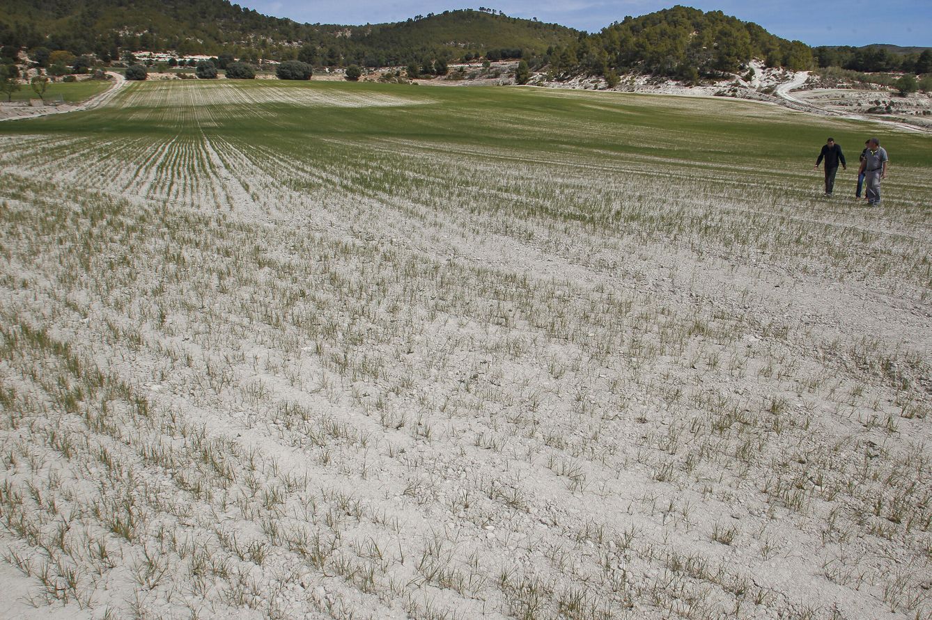 Agricultores recorren un campo casi yermo por los efectos devastadores que la sequía y el calor. (EFE/Morell)