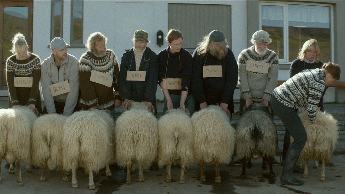El cine islandés también arrasa en la Seminci con 'Rams, el valle de los carneros'