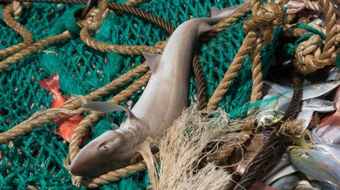 España es el país de la UE que más aletas de tiburón exporta 
