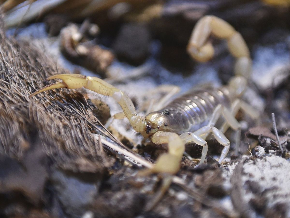 Foto: Encuentran los restos de un escorpión de mar del tamaño de un perro (EFE)