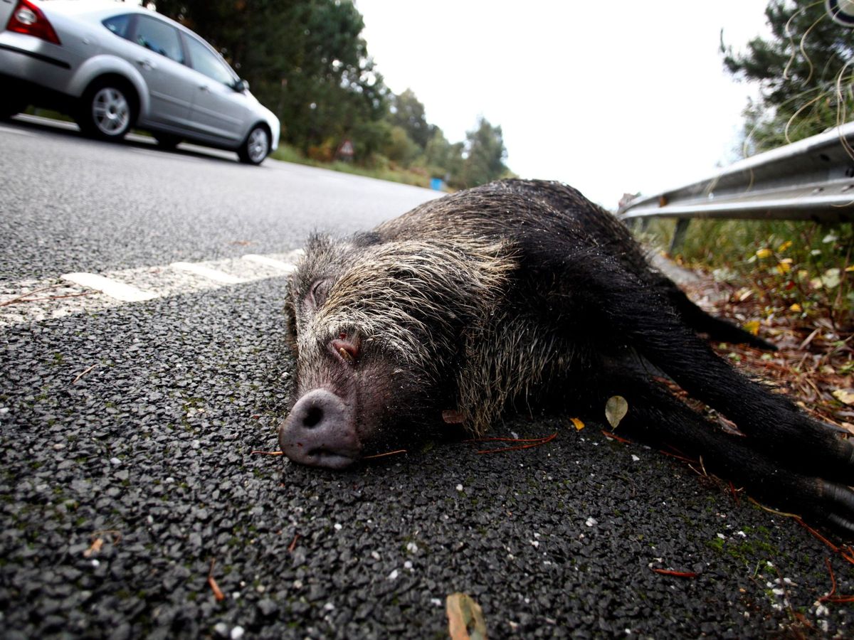 Foto: El cuerpo de un jabalí sin vida, en el arcén de una carretera. (EFE/Cabalar)