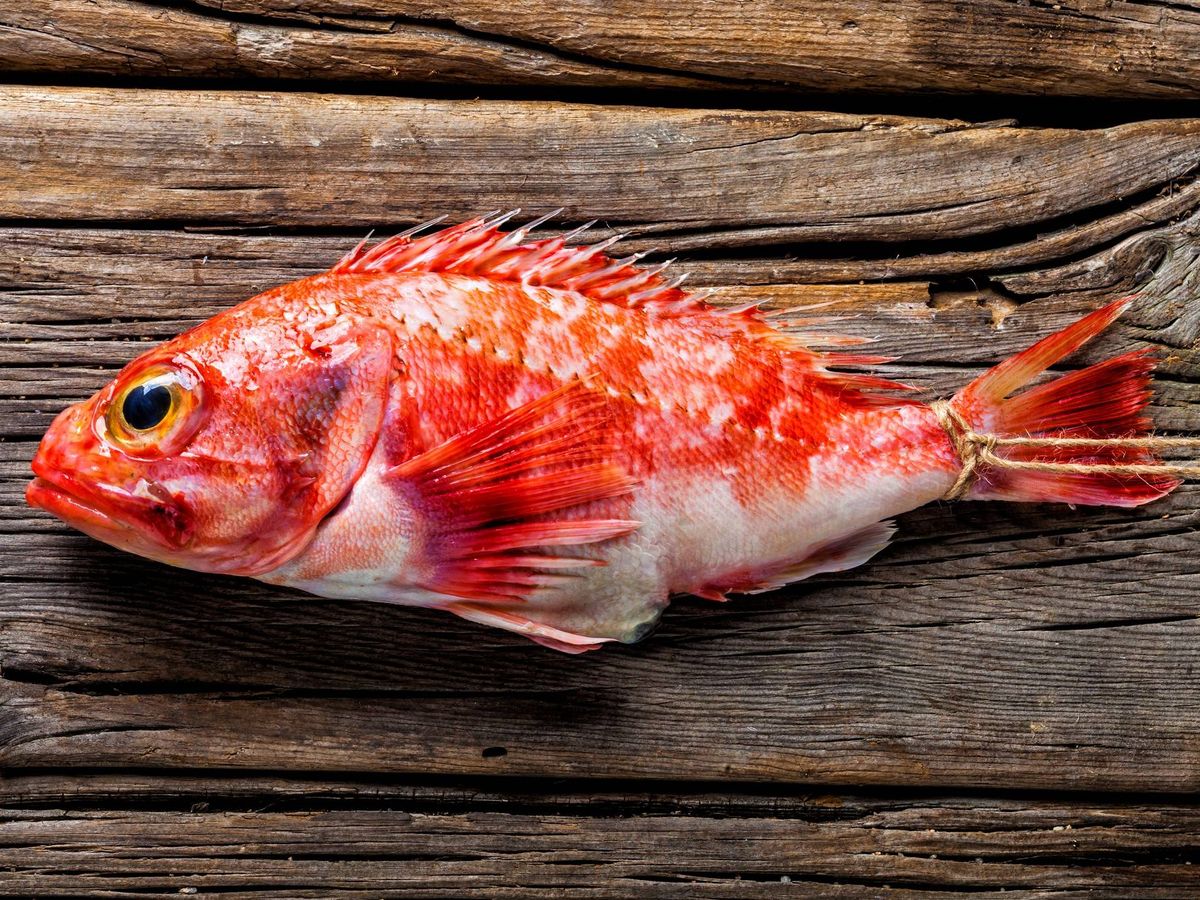 Cabracho: de pez roca a pescado (y 4 recetas)