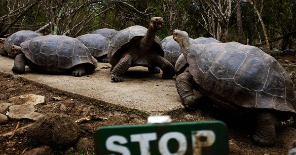 Foto: Tortugas gigantes el la isla de Floreana en el parque nacional de las Galápagos, en 2016. (Reuters)