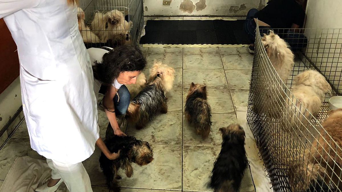 Una mujer es sancionada por tener 13 perros en condiciones lamentables en su patio