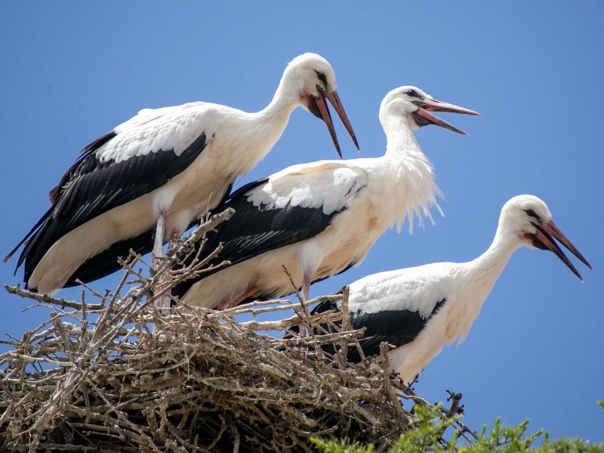 Foto: Unas cigüeñas en su nido. (EFE/Javier Cebollada)