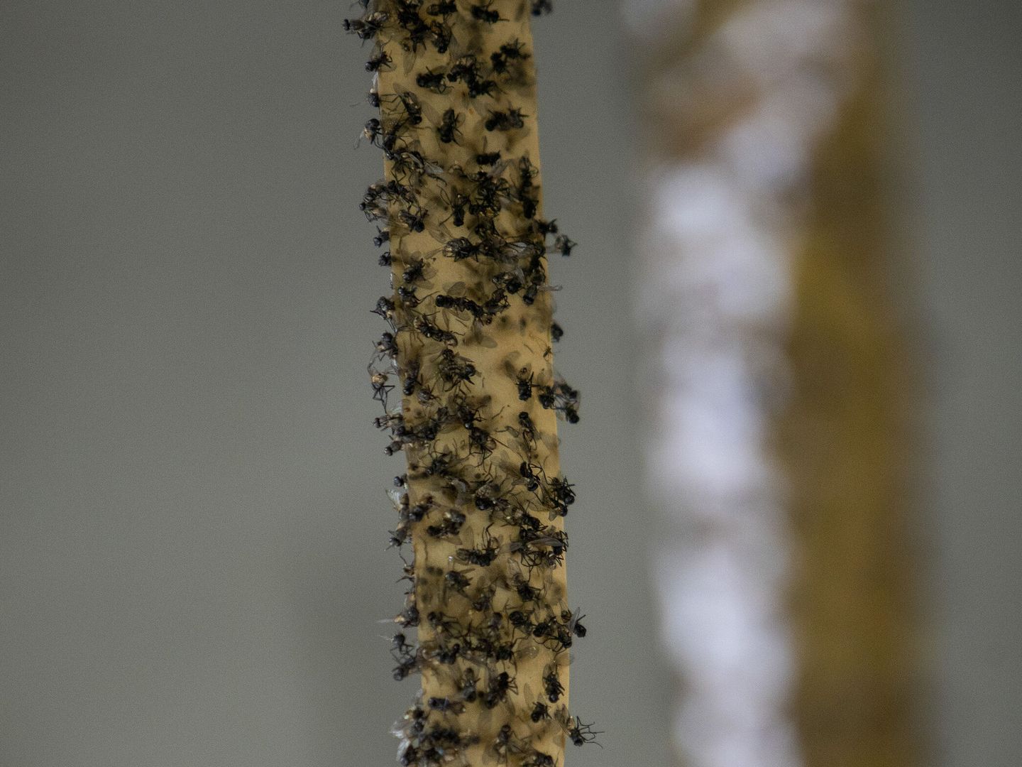 Tira adhesiva plagada de moscas en Tomiño, Pontevedra (EFE Salvador Sas) 
