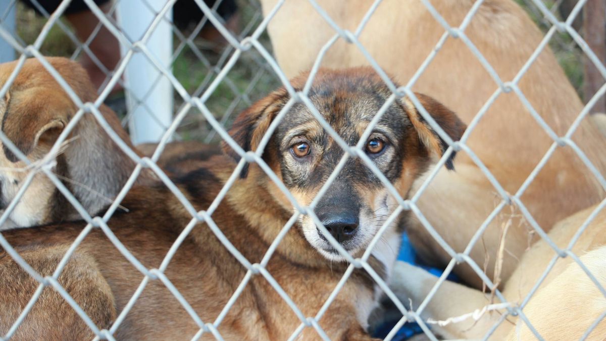 Detenida por dejar morir 12 perros y abandonar 18 más en Lloret de Mar