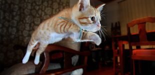 Post de Un gato que ya fue mordido tres veces por serpientes sobrevive de nuevo