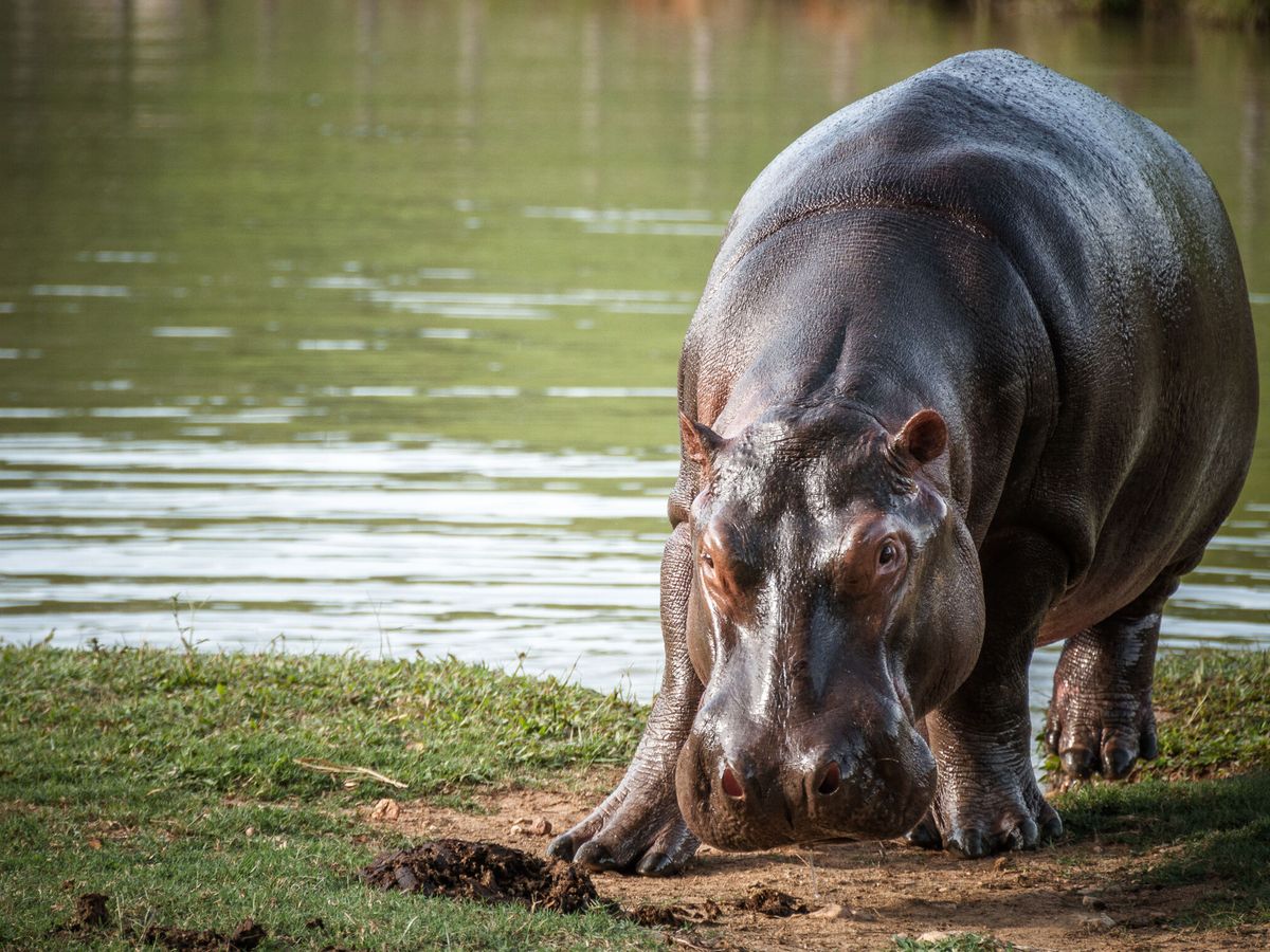 Foto: Un hipopótamo colombiano. (EFE/Instituto Alexander Humboldt)