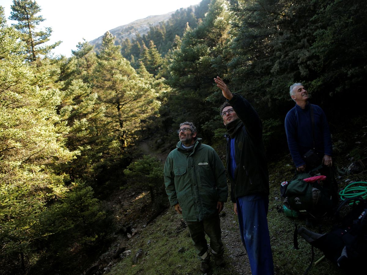 Foto: El bosque de pinsapos de la Sierra de las Nieves comprende el 80% de la población mundial de este tipo de abeto. (Reuters)