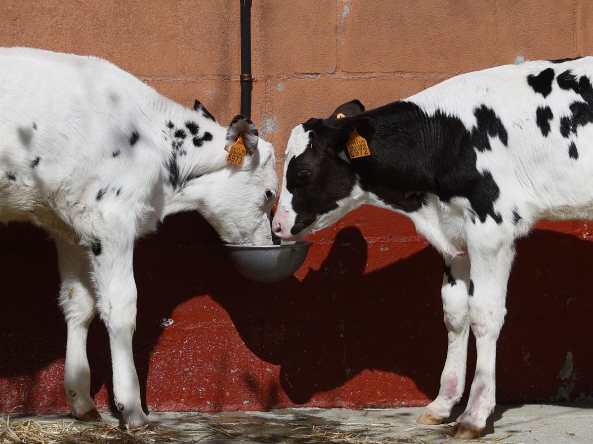 Foto: Dos vacas en una explotación ganadera en Galicia. (EFE/Lavandeira Jr)
