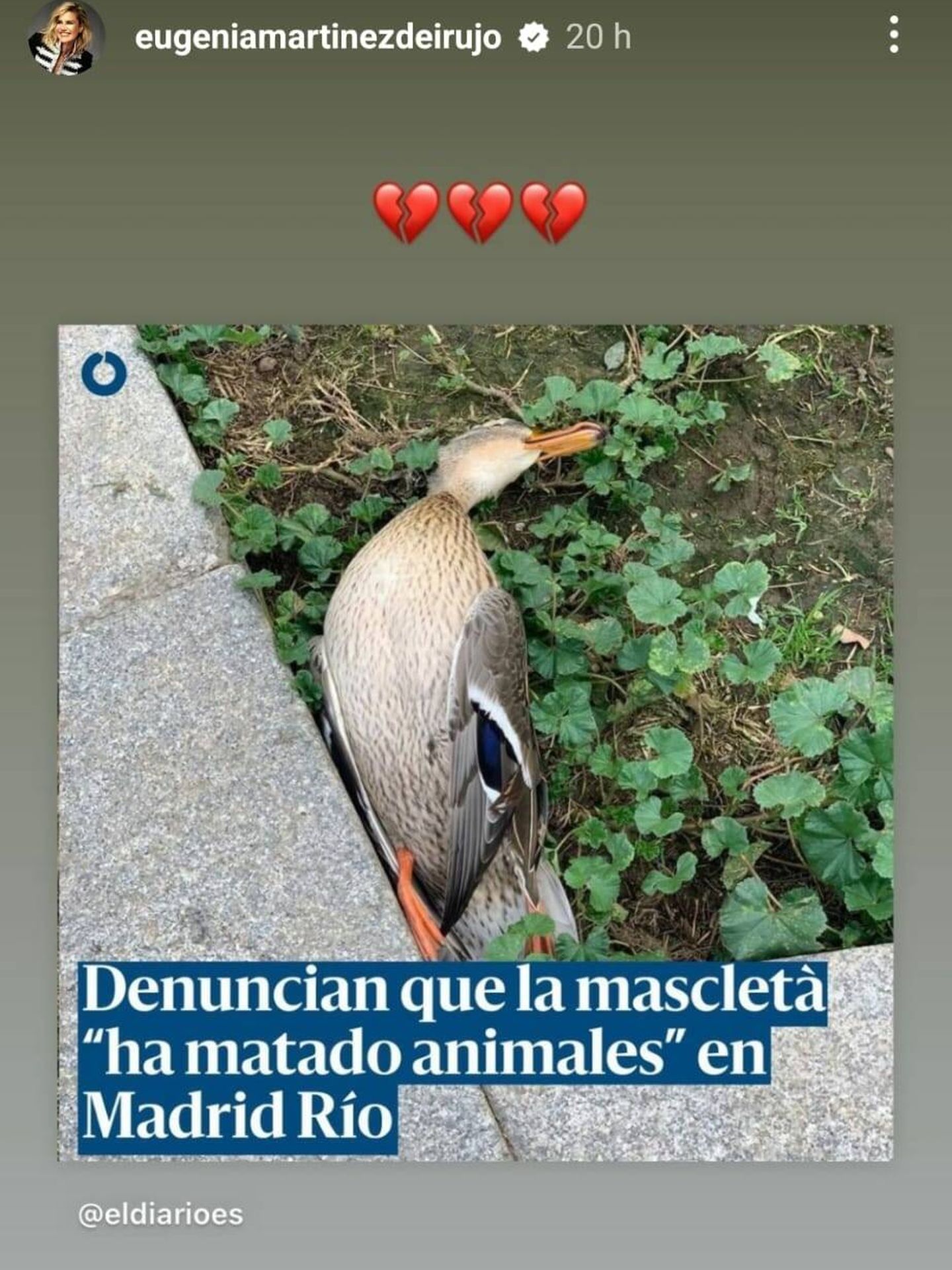 El pato encontrado muerto en las inmediaciones de Madrid Río. (Instagram/@eugeniamartinezdeirujo)