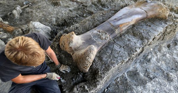 Foto: El enorme hueso de dinosaurio encontrado en Francia. (Reuters)