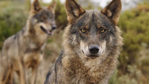 El lobo ibérico deja de ser especie cinegética en toda España