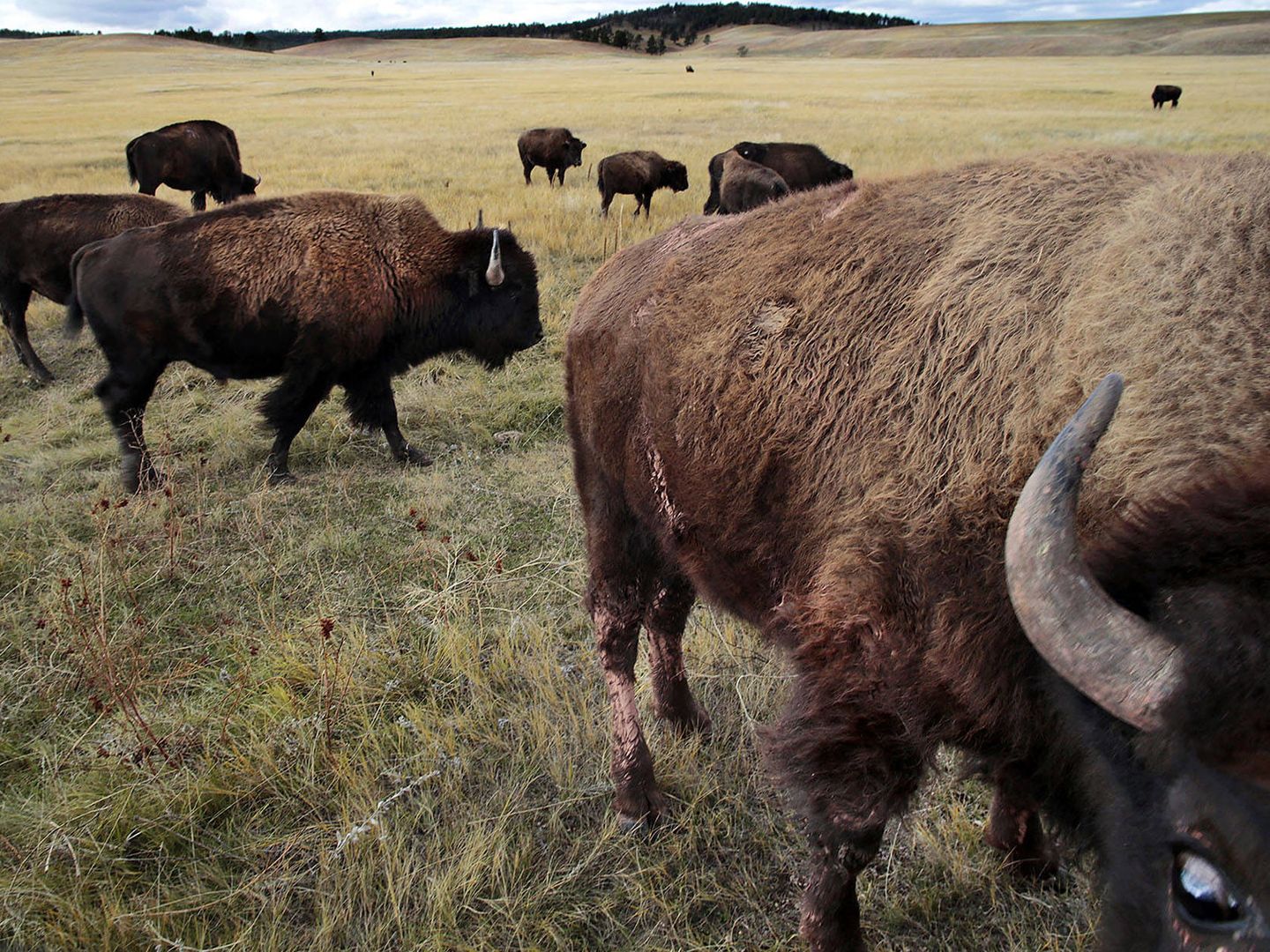 Los bisontes pueden llegar a medir tres metros y pesar más de una tonelada. (Andoni Canela)