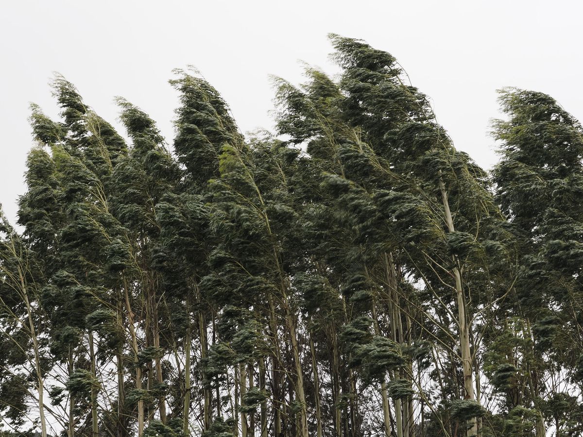 Foto: Más de 300 incidencias relacionadas con el viento y la lluvia en Galicia. (EFE/Eliseo Trigo)