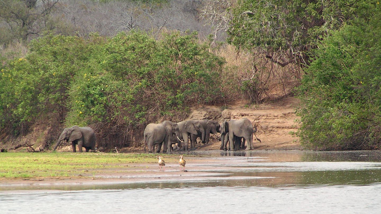 Elefantes en la sabana del miombo oriental (Wikipedia)