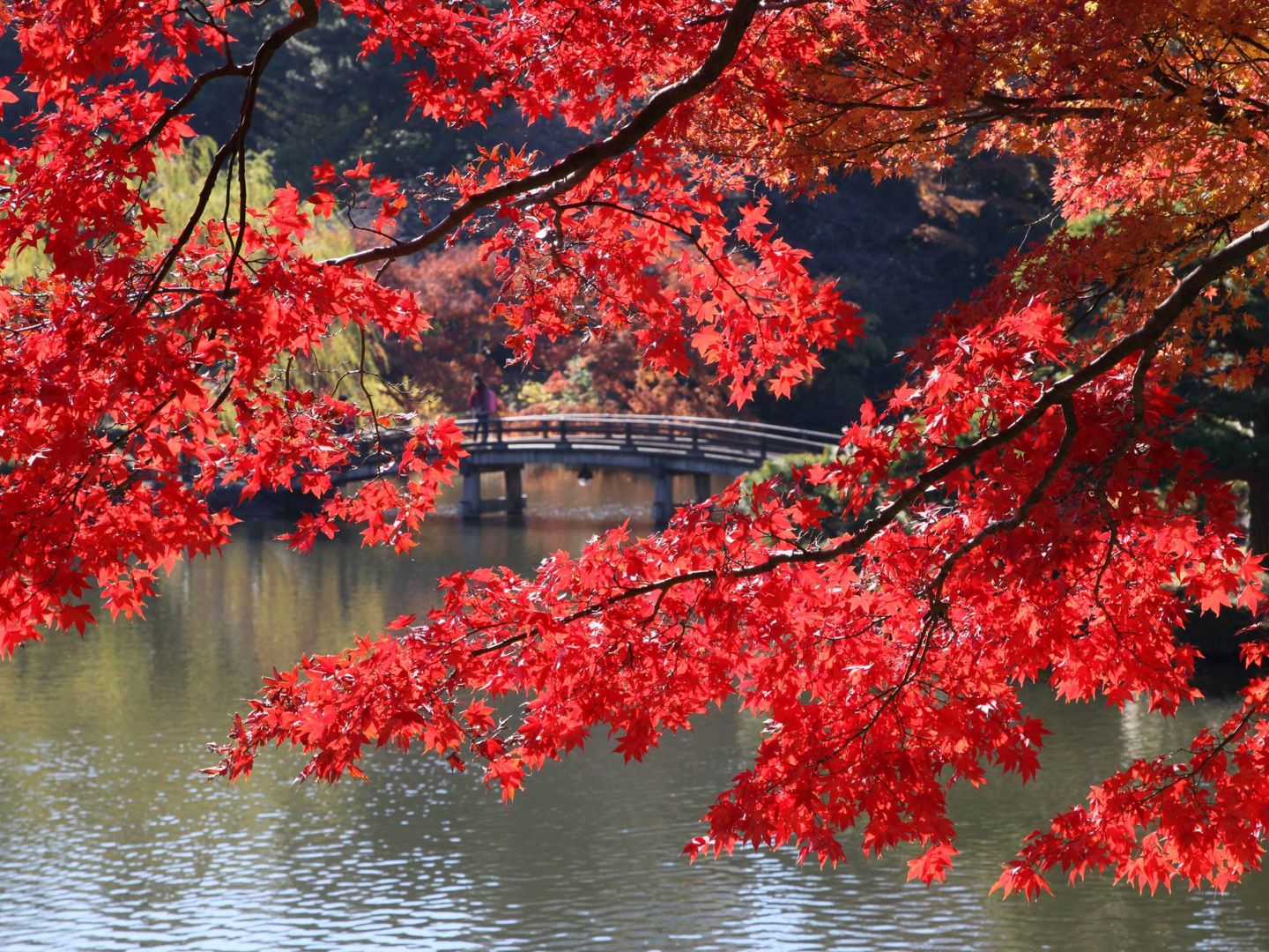 El Shinjuku Gyoen National Garden de Tokio en otoño. (Foto: JNTO. ©Yasufumi Nishi)
