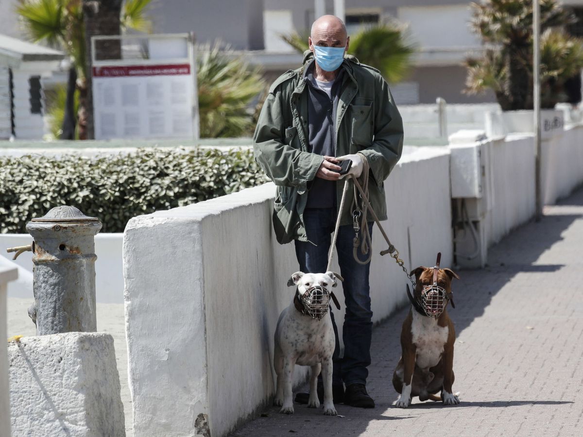 Foto: Un hombre pasea a sus perros en Roma (EFE)