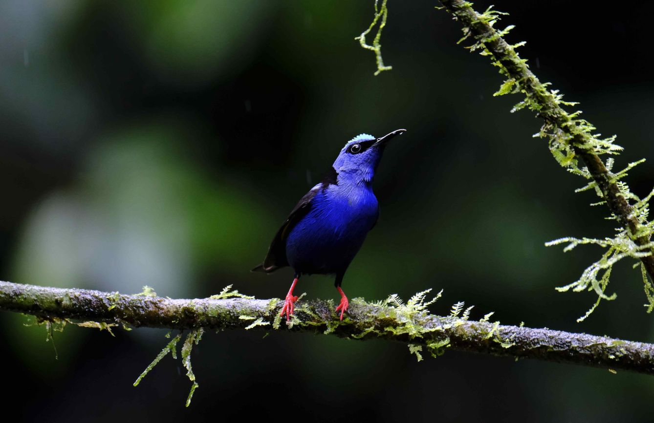 Costa Rica, país natal de Figueres, acoge una rica biodiversidad. (EFE)