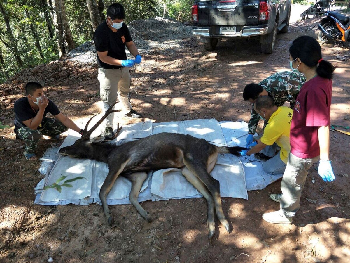 Foto: El estómago del ciervo tenía hasta 7 kilos de desperdicios humanos (EFE EPA/Office of Protected Area Region 13)