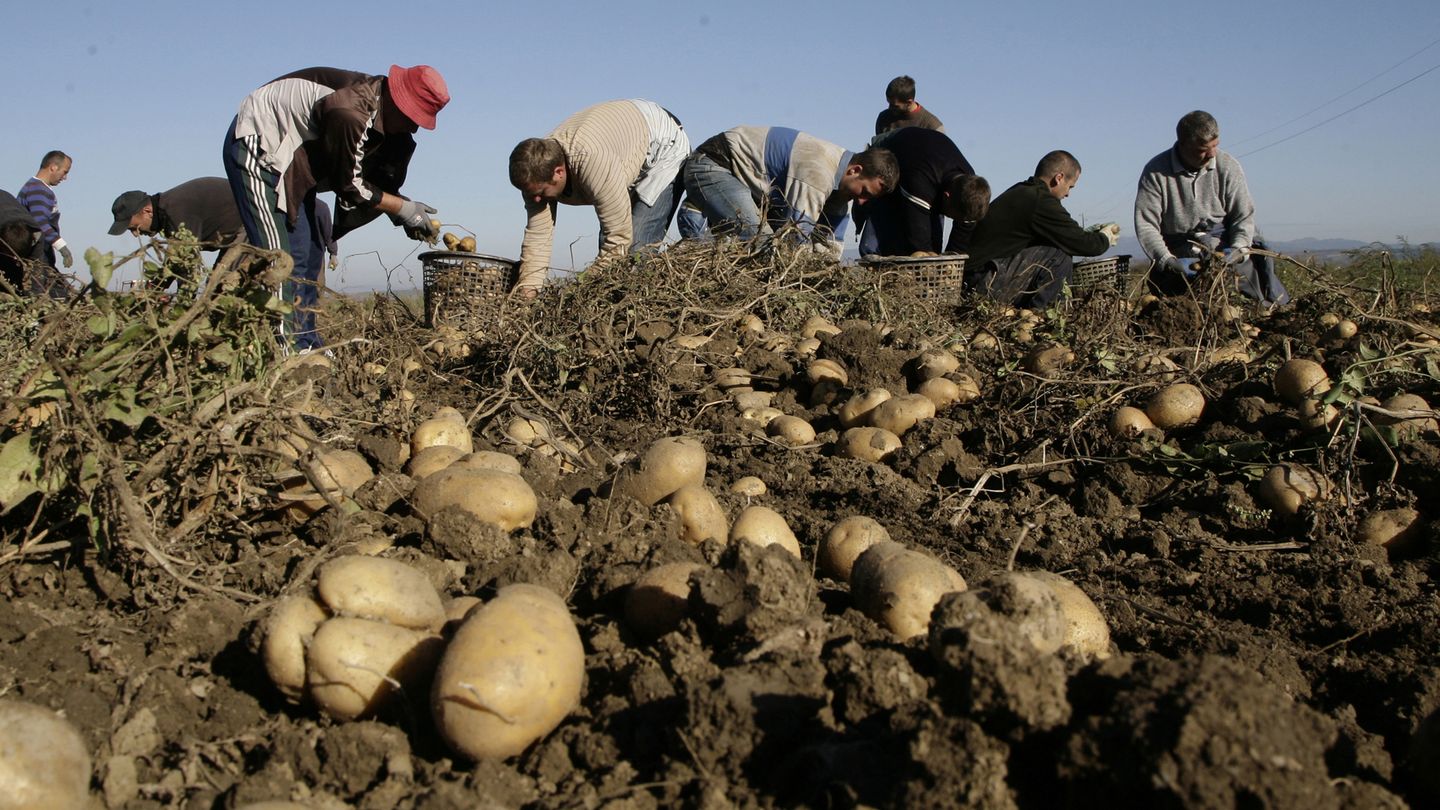 Trabajadores kosovares recogen patatas en Pestova, al norte de Pristina (Reuters).
