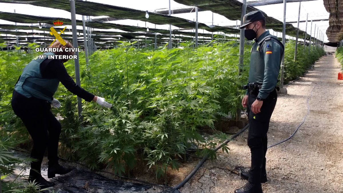 La Guardia Civil se alía con las eléctricas para desarticular con 'big data' plantaciones de cannabis 