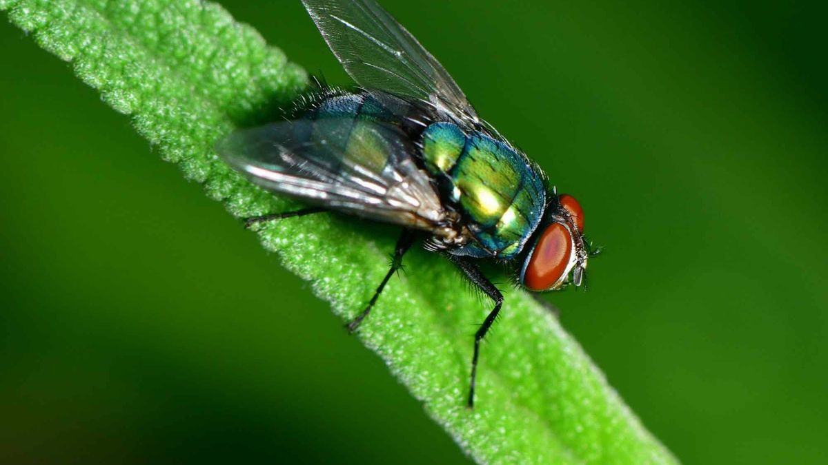 Cinco remedios caseros para ahuyentar y alejar las moscas que se cuelan en casa