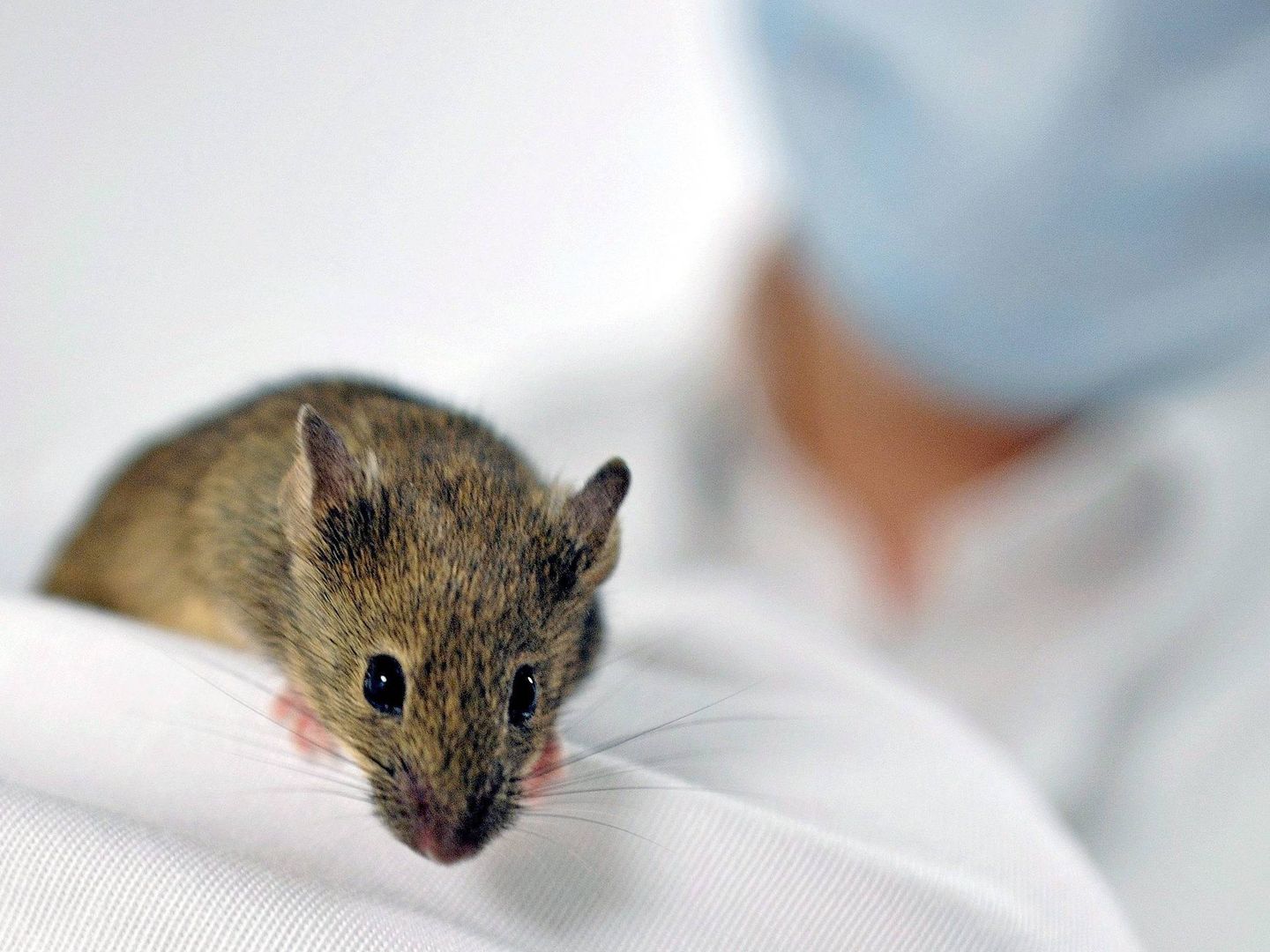 Los ensayos con ratones han sido muy positivos (Foto: IEMM)
