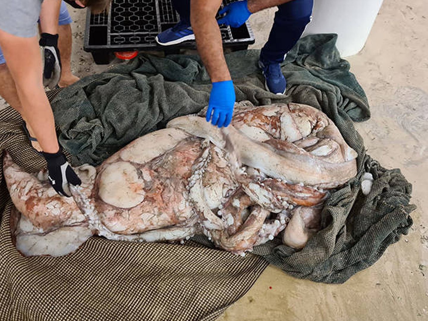El calamar gigante será analizado tras la pandemia. Foto: Iziko Museums of South Africa