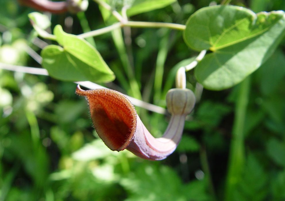 Foto: Aristolochia baetica, una de las especies del género de las Aristolochia. (Carsten Niehaus)
