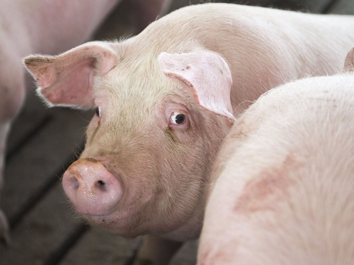 Foto: Un cerdo en una granja. (EFE/Craig Lassig)